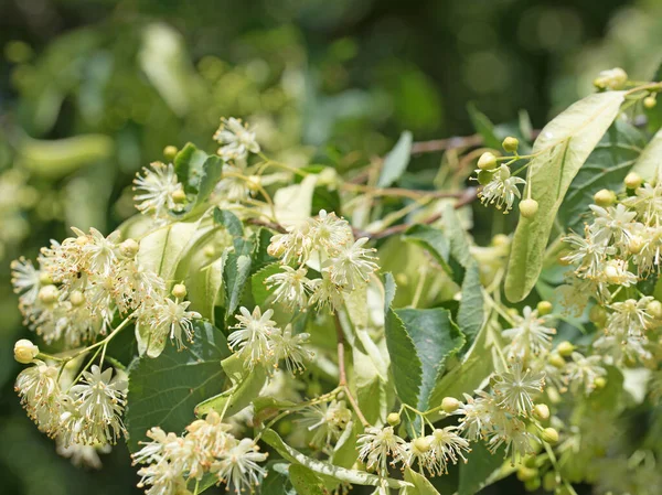 Ağaçtaki ıhlamur çiçekleri