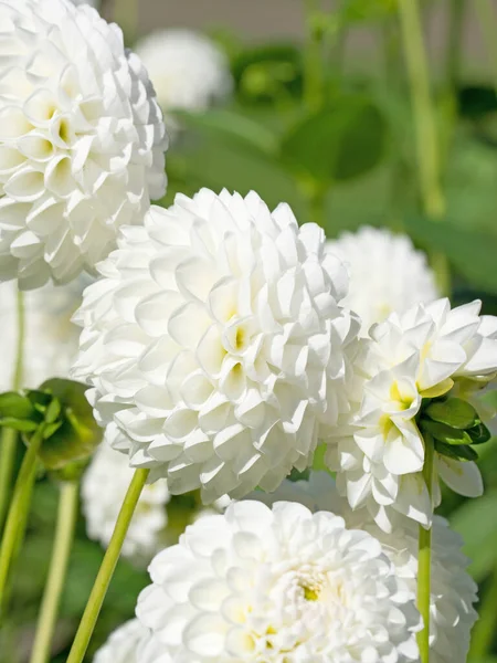 Blooming White Dahlias Garden — Stock Photo, Image