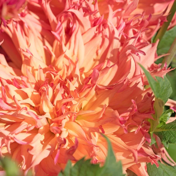 Blühende Orange Dahlie Garten Nahaufnahme — Stockfoto