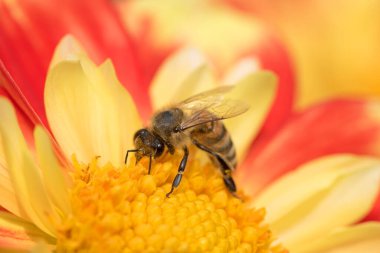 Bahçede çiçek açan yıldız çiçekleri, yakın.