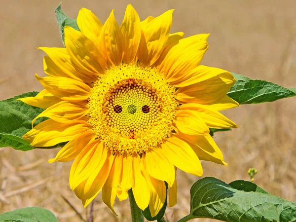 Solar Energy Sunflower Socket — Stock Photo, Image