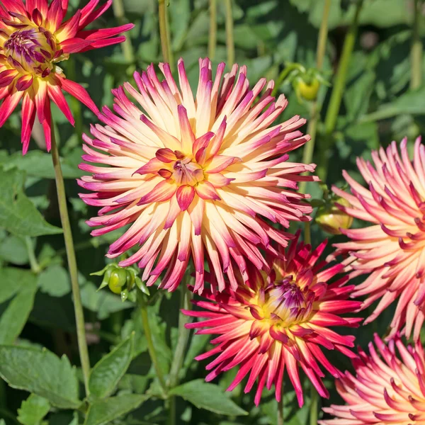 Dahlias Fleurs Dans Jardin — Photo