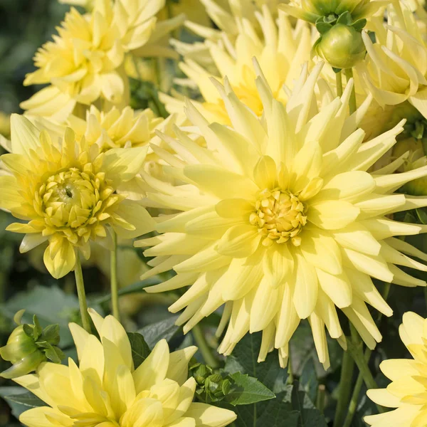 Dálias Amarelas Florescentes Jardim — Fotografia de Stock