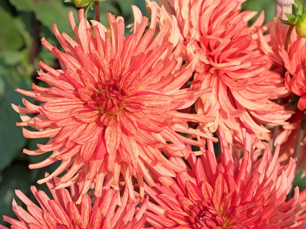 Blühende Rote Dahlien Garten — Stockfoto