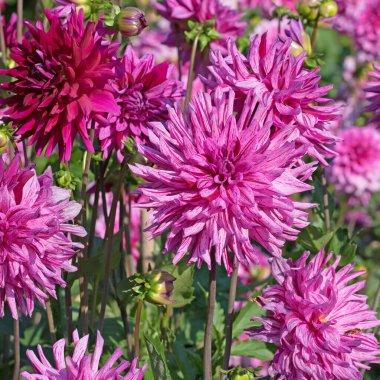 Bahçede çiçek açan menekşe çiçekleri