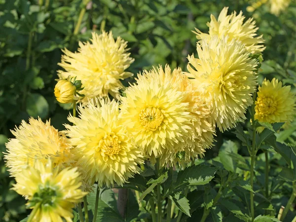 庭に黄色のダリアを開花させる — ストック写真