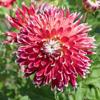 Bahçede çiçek açan yıldız çiçekleri