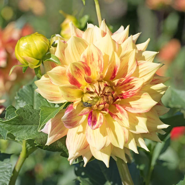 Bahçede Çiçek Açan Yıldız Çiçekleri — Stok fotoğraf