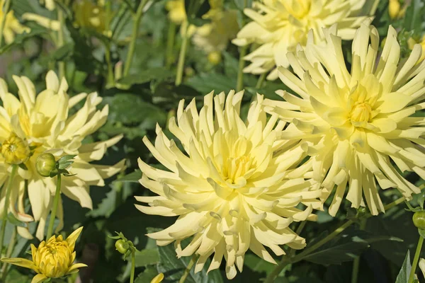 Blühende Gelbe Dahlien Garten — Stockfoto