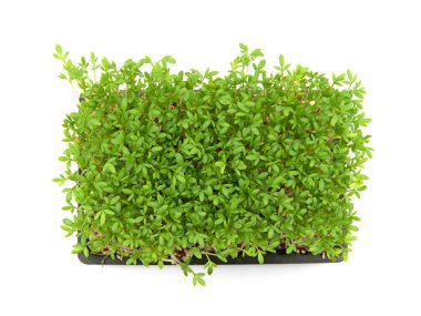 Bahçe teresi, Lepidium sativum, beyaz arkaplan