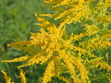Çiçekli altın çubuk, Solidago virgaurea, yaklaş.