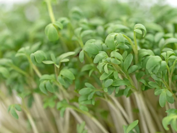 Gartenkresse Lepidium Sativum Nahaufnahme — Stockfoto