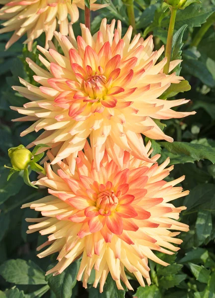 Dahlias Oranges Fleuries Dans Jardin — Photo