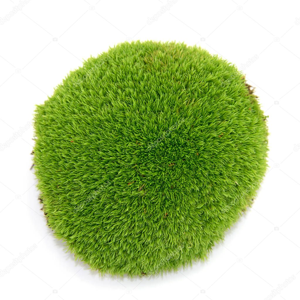 Moss pillow against a white background