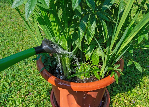 Plantas Maceta Agua Con Una Regadera —  Fotos de Stock