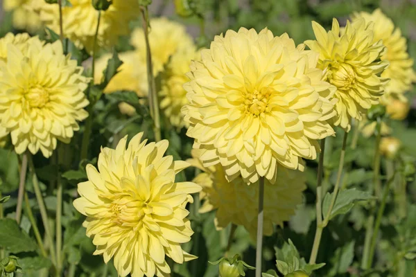 Dálias Amarelas Florescentes Jardim — Fotografia de Stock