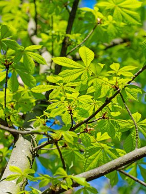 Baharda at kestanesinin genç yaprakları, Aesculus.