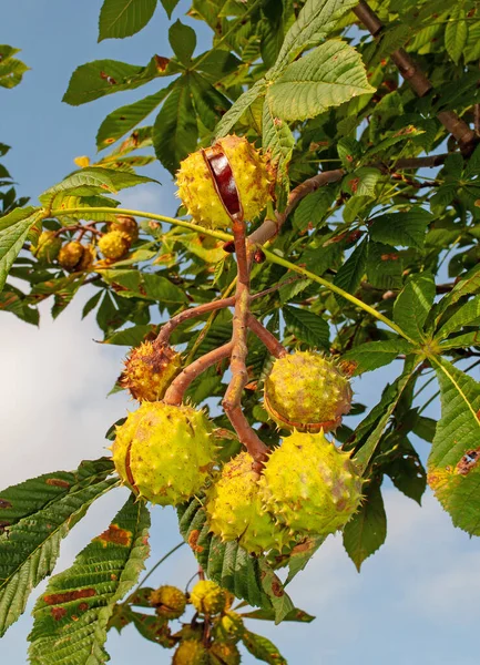 Kastanienbaum Mit Reifen Früchten Herbst — Stockfoto