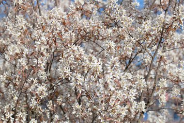 Kaya armudunun kabarcıkları, Amelanchier lamarckii
