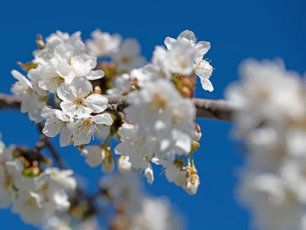 Close Flores Cereja Primavera — Fotografia de Stock