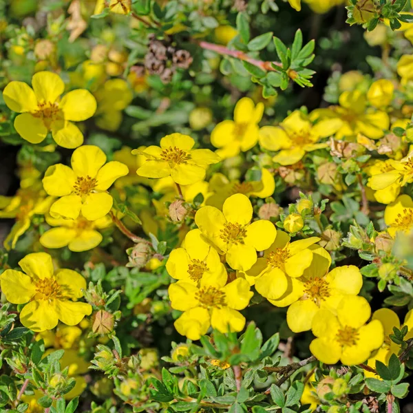 Virágzó Ujjbozót Potentilla Fruticosa — Stock Fotó