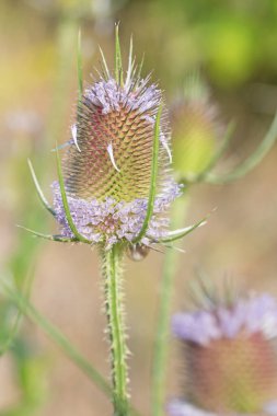 Çiçek açan yabani çaydanlık