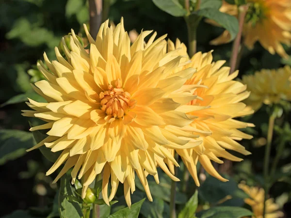 Dahlias Jaunes Fleurs Dans Jardin — Photo