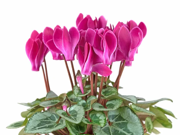 Blooming Cyclamen White Background — Stock Photo, Image