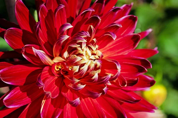 Blooming Red Dahlia Close — Stock Photo, Image