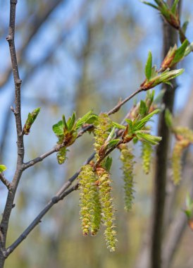 Kayın ağacının erkek çiçekleri, Ostrya carpinifolia