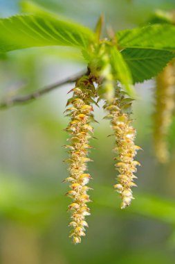 Kayın ağacının erkek çiçekleri, Ostrya carpinifolia