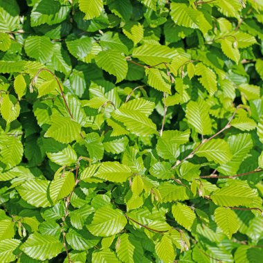 Hornbeam 'in genç yaprakları, Carpinus betulus, baharda