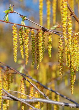 Hornbeam 'in erkek çiçekleri, carpinus betulus