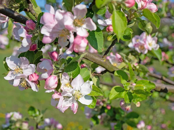 Manzano Flor Malus Primavera —  Fotos de Stock