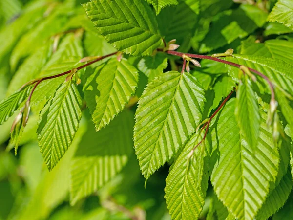 Hojas Jóvenes Carpe Carpinus Betulus — Foto de Stock