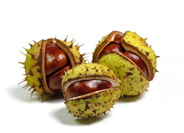 Castanha Branca Aesculus Hippocastanum — Fotografia de Stock