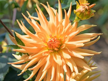 Bahçede çiçek açan portakal çiçekleri