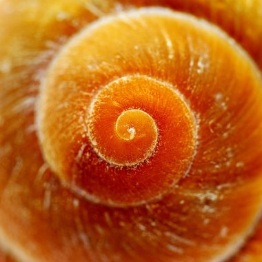 Yakın planda bir deniz salyangozunun yuvası