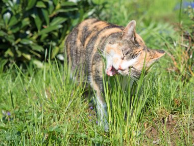 Evcil kedi çayırda ot yiyor.