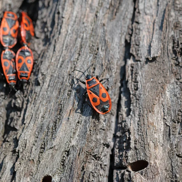 Bug Zwyczajny Pyrrhocoris Apterus Kora Lipy — Zdjęcie stockowe