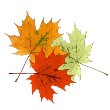 Beyaz arka planda üç renkli akçaağaç yaprağı