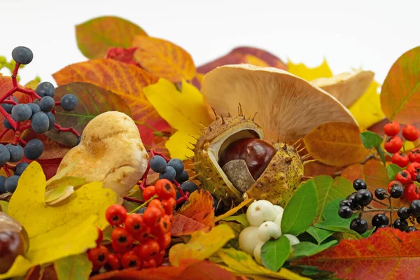 Hösten Dekoration Gjord Färgglada Blad Svamp Och Frukter — Stockfoto