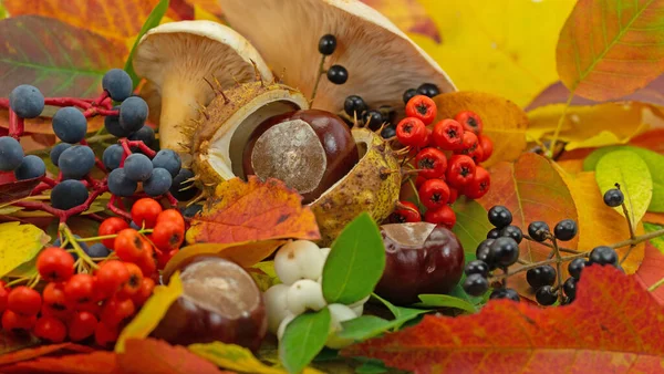 Hösten Dekoration Gjord Färgglada Blad Svamp Och Frukter — Stockfoto