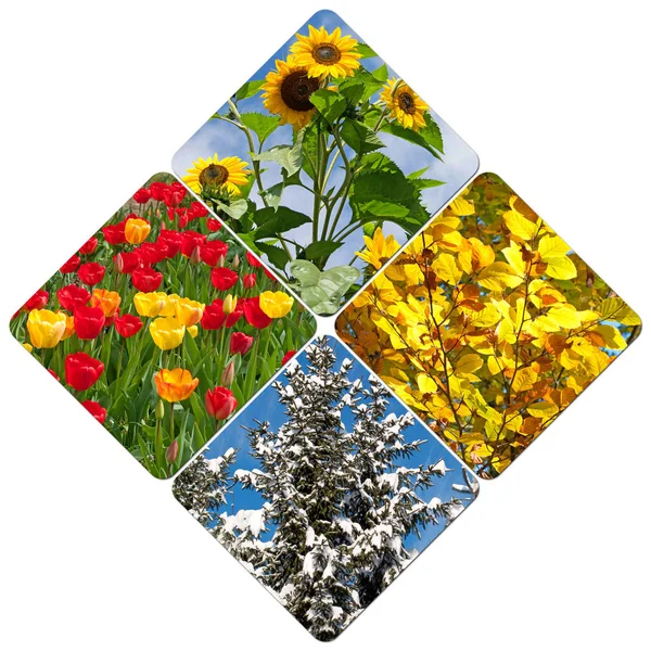 Four Seasons Collage — Stock Photo, Image