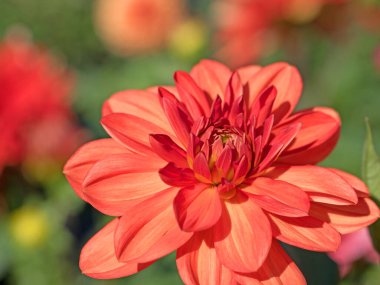 Bahçede açan kırmızı yıldız çiçekleri