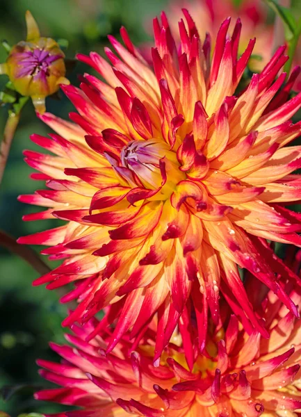 Blühende Bunte Dahlien Garten — Stockfoto