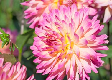 Bahçede çiçek açan pembe yıldız çiçekleri