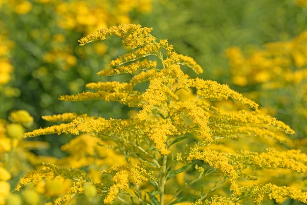 Virágzó Aranyrúd Solidago Virgaurea Közelről — Stock Fotó