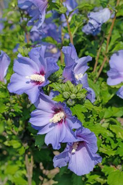 Çiçek açan bahçe gülü, ambar çiçeği, kapat