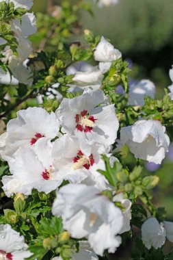 Çiçek açan bahçe gülü, ambar çiçeği, kapat